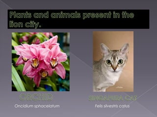 Plants and animals present in the lion city.     ORCHID   SINGAPURA CATOncidiumsphacelatumFelissilvestriscatus
