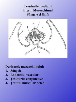 Ţesuturile mediului
intern. Mezenchimul.
Sângele şi limfa
c

f

b

e

a

d

Derivatele mezenchimului:
1. Sângele
2. Endoteliul vascular
3. Ţesuturile conjunctive
4. Ţesutul muscular neted

 