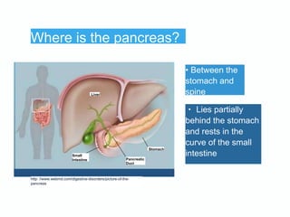 Where is the pancreas?
Liver
Stomach
Small
Intestine Pancreatic
Duct
• Between the
stomach and
spine
・ Lies partially
behi...