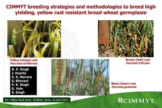 Rust Seed Breeding CIMMYT breeding strategies and methodologies to breed high yielding ...