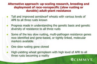 Rust Seed Breeding CIMMYT breeding strategies and methodologies to breed high yielding ...