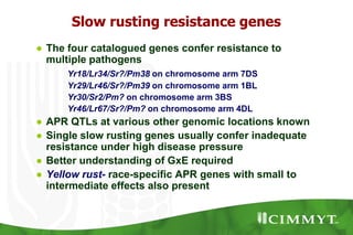 Rust Seed Breeding CIMMYT breeding strategies and methodologies to breed high yielding ...