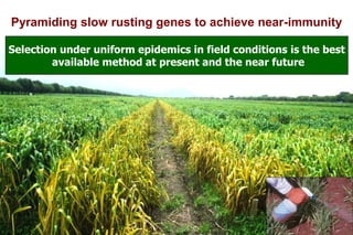 Rust Seed Breeding CIMMYT breeding strategies and methodologies to breed high yielding ...