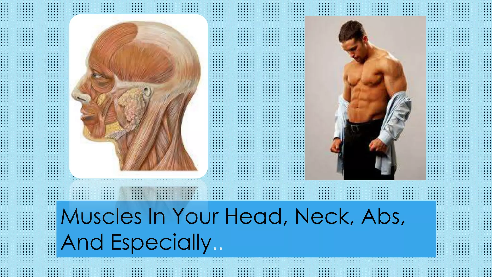 Muscles In Your Head, Neck, Abs,
And Especially..
 