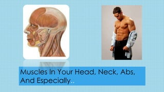 Muscles In Your Head, Neck, Abs,
And Especially..
 