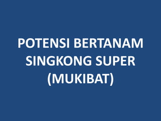 POTENSI BERTANAM
 SINGKONG SUPER
    (MUKIBAT)
 