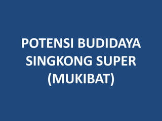 POTENSI BUDIDAYA
 SINGKONG SUPER
    (MUKIBAT)
 