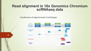 Classification of aligned reads in Cell Ranger:
18
Read alignment in 10x Genomics Chromium
scRNAseq data
 