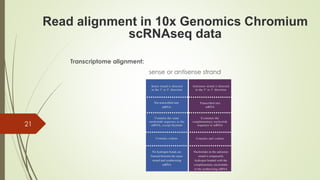 Transcriptome alignment:
sense or antisense strand
21
Read alignment in 10x Genomics Chromium
scRNAseq data
 