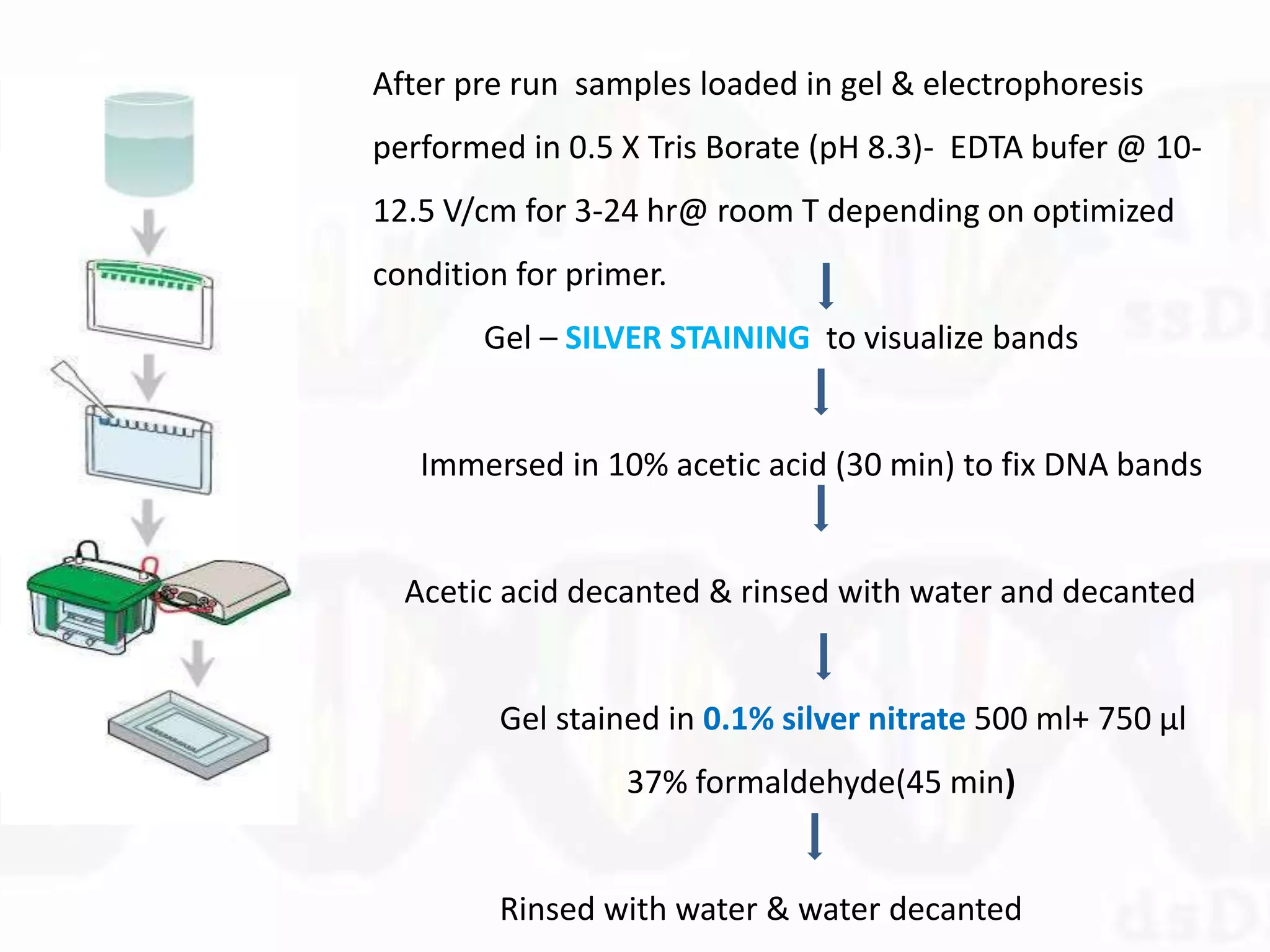 After pre run samples loaded in gel & electrophoresis
performed in 0.5 X Tris Borate (pH 8.3)- EDTA bufer @ 10-
12.5 V/cm for 3-24 hr@ room T depending on optimized
condition for primer.
Gel – SILVER STAINING to visualize bands
Immersed in 10% acetic acid (30 min) to fix DNA bands
Acetic acid decanted & rinsed with water and decanted
Gel stained in 0.1% silver nitrate 500 ml+ 750 µl
37% formaldehyde(45 min)
Rinsed with water & water decanted
 