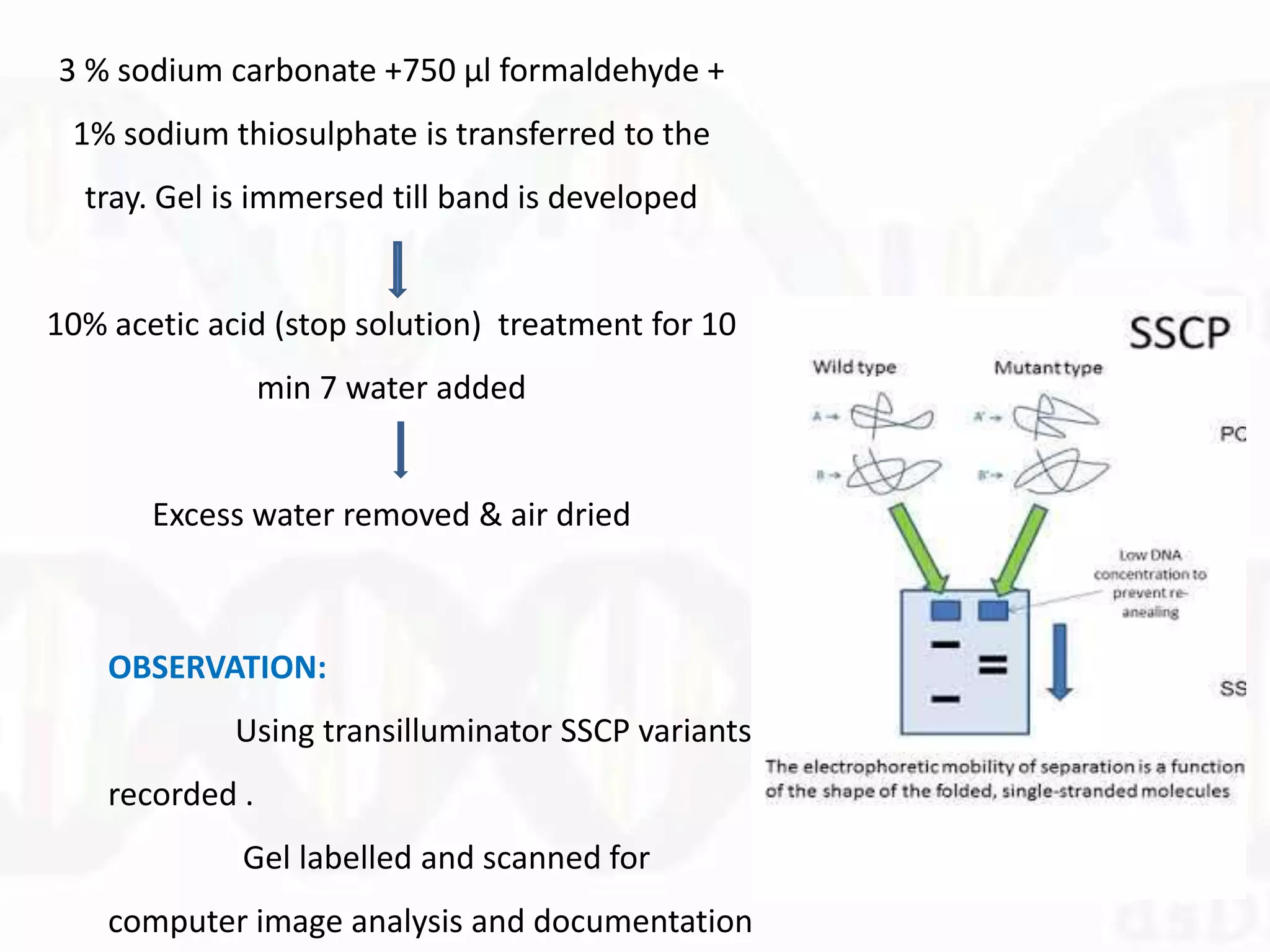 3 % sodium carbonate +750 µl formaldehyde +
1% sodium thiosulphate is transferred to the
tray. Gel is immersed till band is developed
10% acetic acid (stop solution) treatment for 10
min 7 water added
Excess water removed & air dried
OBSERVATION:
Using transilluminator SSCP variants
recorded .
Gel labelled and scanned for
computer image analysis and documentation
 