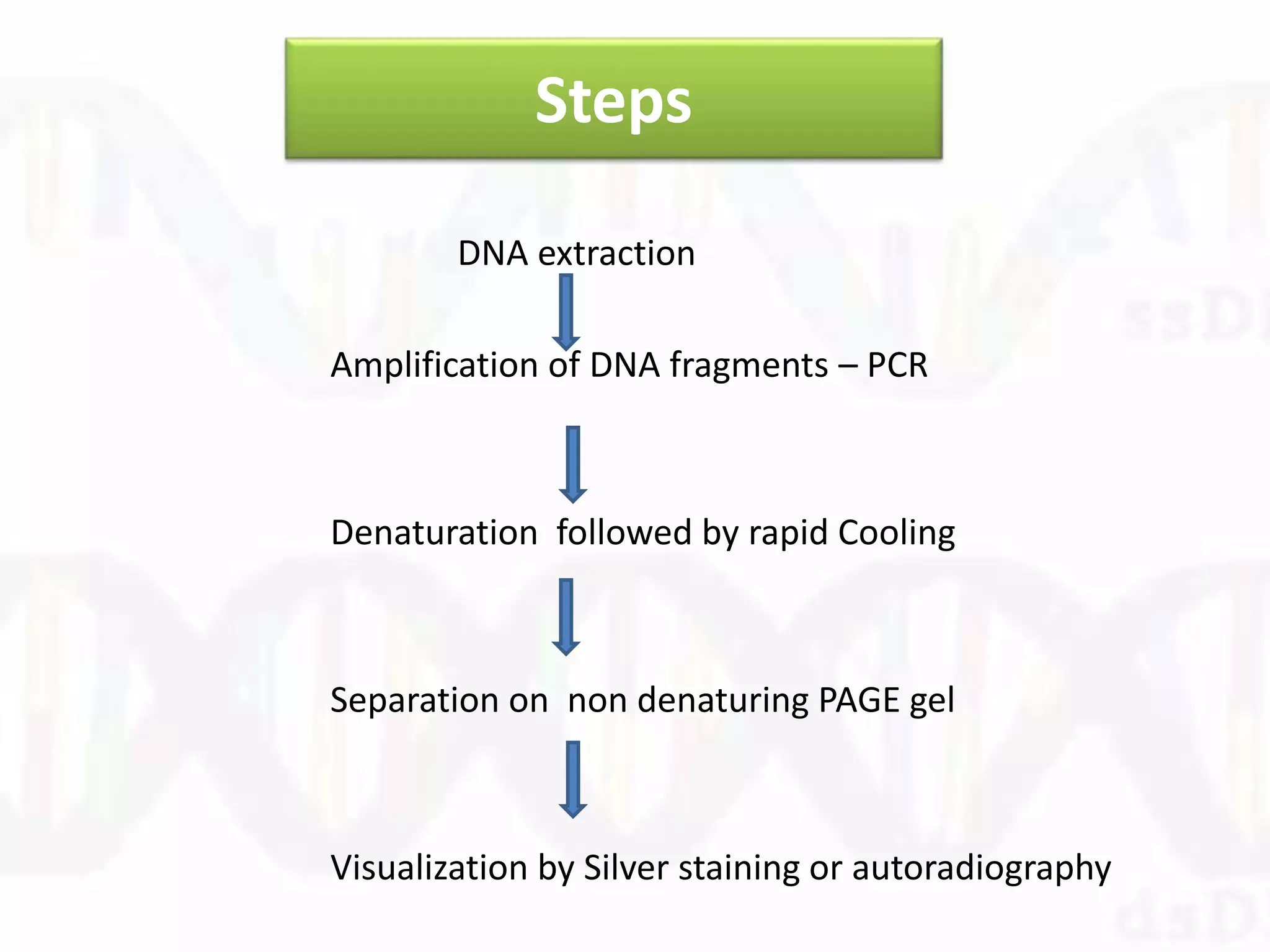 Steps
DNA extraction
Amplification of DNA fragments – PCR
Denaturation followed by rapid Cooling
Separation on non denaturing PAGE gel
Visualization by Silver staining or autoradiography
 