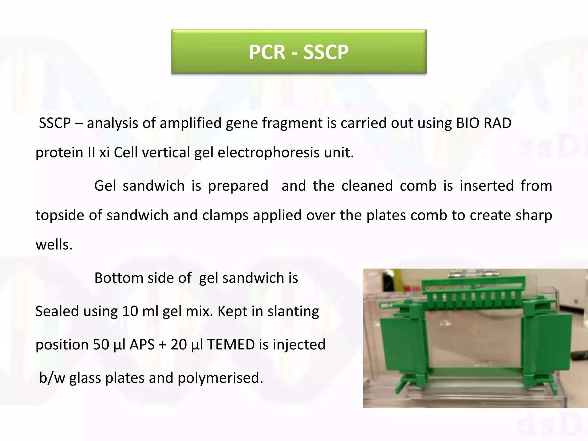 PCR - SSCP
SSCP – analysis of amplified gene fragment is carried out using BIO RAD
protein II xi Cell vertical gel electrophoresis unit.
Gel sandwich is prepared and the cleaned comb is inserted from
topside of sandwich and clamps applied over the plates comb to create sharp
wells.
Bottom side of gel sandwich is
Sealed using 10 ml gel mix. Kept in slanting
position 50 µl APS + 20 µl TEMED is injected
b/w glass plates and polymerised.
 