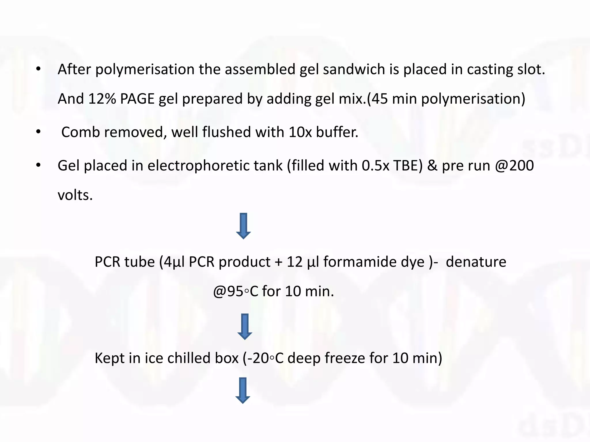 • After polymerisation the assembled gel sandwich is placed in casting slot.
And 12% PAGE gel prepared by adding gel mix.(45 min polymerisation)
• Comb removed, well flushed with 10x buffer.
• Gel placed in electrophoretic tank (filled with 0.5x TBE) & pre run @200
volts.
PCR tube (4µl PCR product + 12 µl formamide dye )- denature
@95◦C for 10 min.
Kept in ice chilled box (-20◦C deep freeze for 10 min)
 