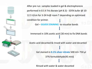 After pre run samples loaded in gel & electrophoresis
performed in 0.5 X Tris Borate (pH 8.3)- EDTA bufer @ 10-
12.5 V/cm for 3-24 hr@ room T depending on optimized
condition for primer.
Gel – SILVER STAINING to visualize bands
Immersed in 10% acetic acid (30 min) to fix DNA bands
Acetic acid decanted & rinsed with water and decanted
Gel stained in 0.1% silver nitrate 500 ml+ 750 µl
37% formaldehyde(45 min)
Rinsed with water & water decanted
 