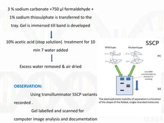 3 % sodium carbonate +750 µl formaldehyde +
1% sodium thiosulphate is transferred to the
tray. Gel is immersed till band is developed
10% acetic acid (stop solution) treatment for 10
min 7 water added
Excess water removed & air dried
OBSERVATION:
Using transilluminator SSCP variants
recorded .
Gel labelled and scanned for
computer image analysis and documentation
 