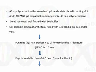 • After polymerisation the assembled gel sandwich is placed in casting slot.
And 12% PAGE gel prepared by adding gel mix.(45 min polymerisation)
• Comb removed, well flushed with 10x buffer.
• Gel placed in electrophoretic tank (filled with 0.5x TBE) & pre run @200
volts.
PCR tube (4µl PCR product + 12 µl formamide dye )- denature
@95◦C for 10 min.
Kept in ice chilled box (-20◦C deep freeze for 10 min)
 