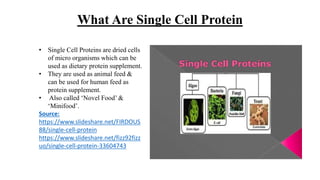 What Are Single Cell Protein
• Single Cell Proteins are dried cells
of micro organisms which can be
used as dietary protein supplement.
• They are used as animal feed &
can be used for human feed as
protein supplement.
• Also called ‘Novel Food’ &
‘Minifood’.
Source:
https://www.slideshare.net/FIRDOUS
88/single-cell-protein
https://www.slideshare.net/fizz92fizz
uo/single-cell-protein-33604743
 