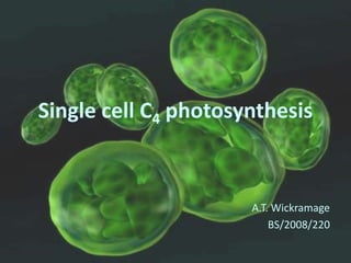 Single cell C4 photosynthesis
A.T. Wickramage
BS/2008/220
 