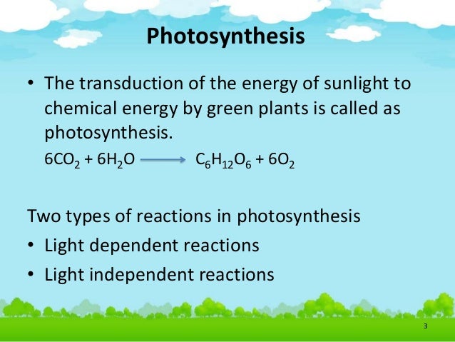 Single cell c4 photosynthesis diagram of thylakoid 