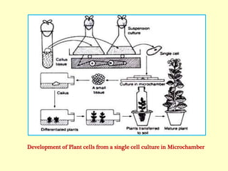 Plant Tissue Culture Diagram