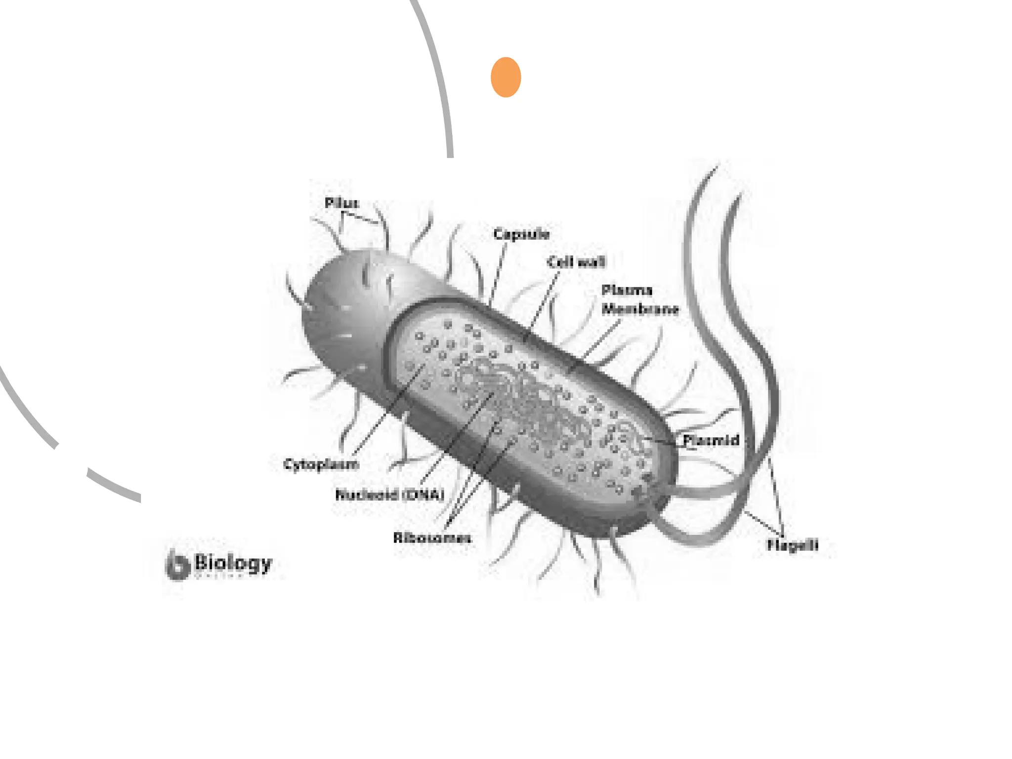 Learning about Single Celled Organisms.pptx