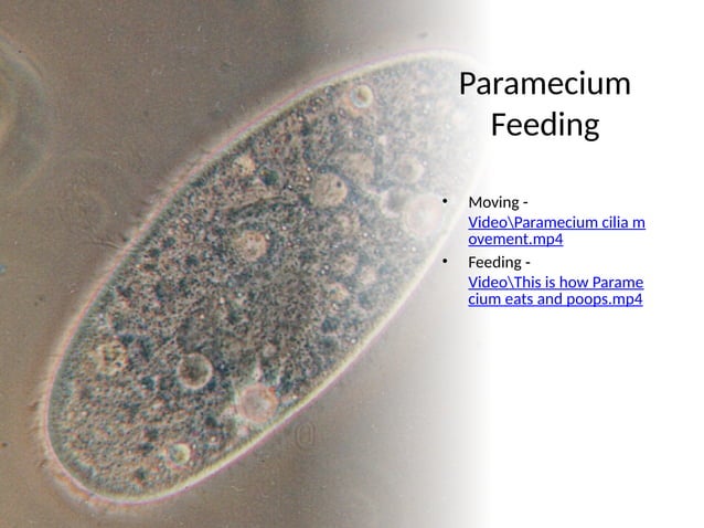 Learning about Single Celled Organisms.pptx
