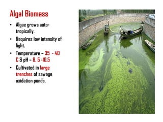 Algal Biomass
• Algae grows auto-
  tropically.
• Requires low intensity of
  light.
• Temperature – 35 - 40
  C & pH – 8. 5 -10.5
• Cultivated in large
  trenches of sewage
  oxidation ponds.
 
