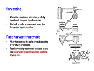 Harvesting
• When the colonies of microbes are fully
  developed, they are then harvested.
• The bulk of cells are removed from the
  fermentor by decantation.


Post harvest treatment
• After harvesting, the cells are subjected to
  a variety of processes.
• Post harvesting treatments includes steps
  like separation by centrifugation, washing,
  drying, etc.
 