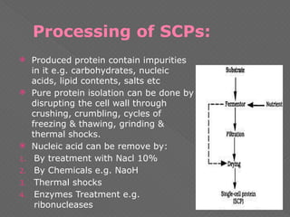 Processing of SCPs:
 Produced protein contain impurities
in it e.g. carbohydrates, nucleic
acids, lipid contents, salts etc
 Pure protein isolation can be done by
disrupting the cell wall through
crushing, crumbling, cycles of
freezing & thawing, grinding &
thermal shocks.
 Nucleic acid can be remove by:
1. By treatment with Nacl 10%
2. By Chemicals e.g. NaoH
3. Thermal shocks
4. Enzymes Treatment e.g.
ribonucleases
 