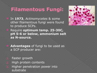 Filamentous Fungi:
 In 1973, Actinomycetes & some
other filamentous fungi were found
to produce SCPs.
 Require optimum temp. 25-30C,
pH 5-6 or below, ammonium salt
as N-source.
 Advantages of fungi to be used as
a SCP producer are:
1. Faster growth
2. High protein contents
3. Higher penetration power into
substrate
 