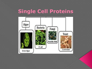 Single Cell Proteins
 