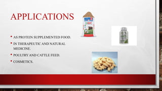 APPLICATIONS
• AS PROTEIN SUPPLEMENTED FOOD.
• IN THERAPEUTIC AND NATURAL
MEDICINE.
• POULTRY AND CATTLE FEED.
• COSMETICS.
 