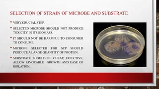 SELECTION OF STRAIN OF MICROBE AND SUBSTRATE
• VERY CRUCIAL STEP.
• SELECTED MICROBE SHOULD NOT PRODUCE
TOXICITY IN ITS BIOMASS.
• IT SHOULD NOT BE HARMFUL TO CONSUMER
TO CONSUME.
• MICROBE SELECTED FOR SCP SHOULD
PRODUCE A LARGE QUANTITY OF PROTEIN.
• SUBSTRATE SHOULD BE CHEAP, EFFECTIVE,
ALLOW FAVORABLE GROWTH AND EASE OF
ISOLATION.
 