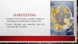 HARVESTING
• FERMENTATION YIELDS A LARGER NUMBER OF
MICROBIAL COLONIES FROM A SINGLE CELL.
• THESE COLONIES ARE ISOLATED THEN BY
MEANS OF DECANTATION.
 