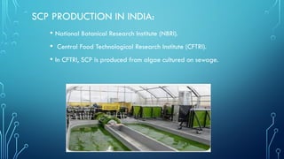 single cell proteins (SCP) ppt,slideshare. | PPTX