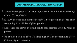 COMMERICIAL PRODUCTION OF SCP
 The estimated yield of 250 tons of protein in 24 hours is achieved by
using 100 lbs of yeast.
 A 1000 lbs steer can synthesize only 1 lb of protein in 24 hrs after
consuming 12 to 20 lbs of plant proteins.
 Algae that are grown in small ponds can produce upto 20 tons of
protein.
• The obtained yield is 10 to 15 times higher than soybean and 25 to
50 times higher than corn.
 
