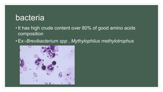 bacteria
• It has high crude content over 80% of good amino acids
composition
• Ex:-Brevibacterium spp , Mythylophilus methylotrophus
 