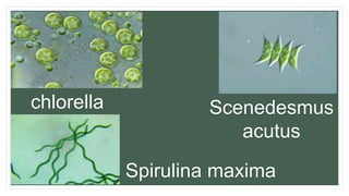 chlorella Scenedesmus
acutus
Spirulina maxima
 