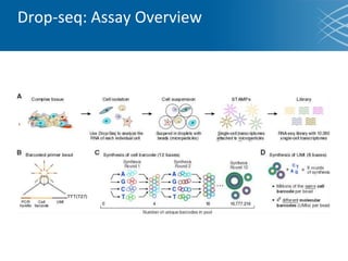 Drop-seq: Assay Overview
 