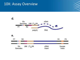 10X: Assay Overview
 