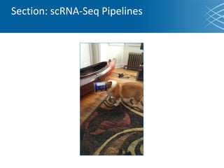 Section: scRNA-Seq Pipelines
 