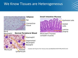 We Know Tissues are Heterogeneous
 