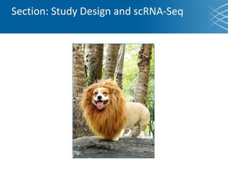 Section: Study Design and scRNA-Seq
 