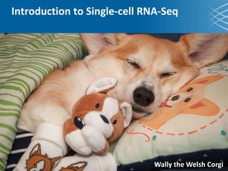 Introduction to Single-cell RNA-Seq
Wally the Welsh Corgi
 
