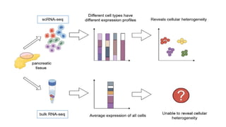 Single Cell RNA Sequencing presentation.pptx