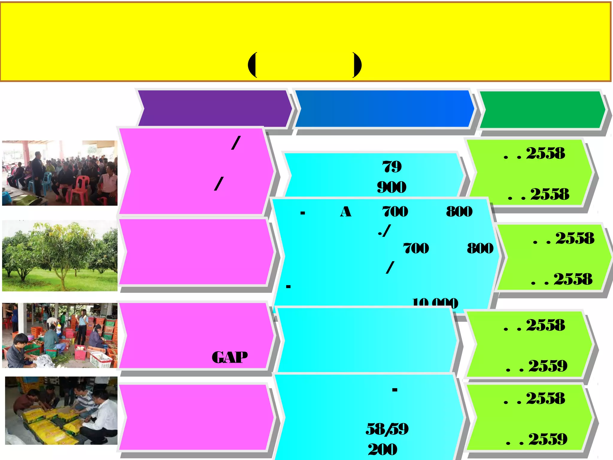ผลการดาเนินงานส่งเสริมเกษตรแปลงใหญ่ (มะม่วง)
อาเภอวังทอง จังหวัดพิษณุโลก ปี 2558
กิจกรรม เป้ าหมาย ระยะเวลา
รับสมัคร /
จัดเก็บข้อมูลพื้นฐาน /
จับพิกัดแปลง
เกษตรกร 79 ราย
พื้นที่ 900 ไร่
ม.ค. 2558
ถึง
มี.ค. 2558
พัฒนาการผลิตเพื่อเพิ่ม
คุณภาพและลดต้นทุน
-เกรด A จาก 700 เป็น 800 กก./ไร่
ผลผลิตส่งออก จาก 700 เป็น 800 ตัน/ปี
-รวมกันจัดซื้อปัจจัยการผลิตถุงห่อผล
จานวน 10,000 ใบ
มี.ค. 2558
ถึง
ธ.ค. 2558
เพิ่มมูลค่าผลผลิตโดย
รับรองมาตรฐาน GAP
เกษตรกรที่เข้าร่วมโครงการ
ทั้งหมด
ม.ค. 2558
ถึง
ก.พ. 2559
เชื่อมโยงการการตลาด
ทาสัญญาซื้ อ-ขายกับ
บริษัท สวิฟท์ จากัดในปี 58/59
จานวน 200 ตัน
ธ.ค. 2558
ถึง
ก.พ. 2559
 