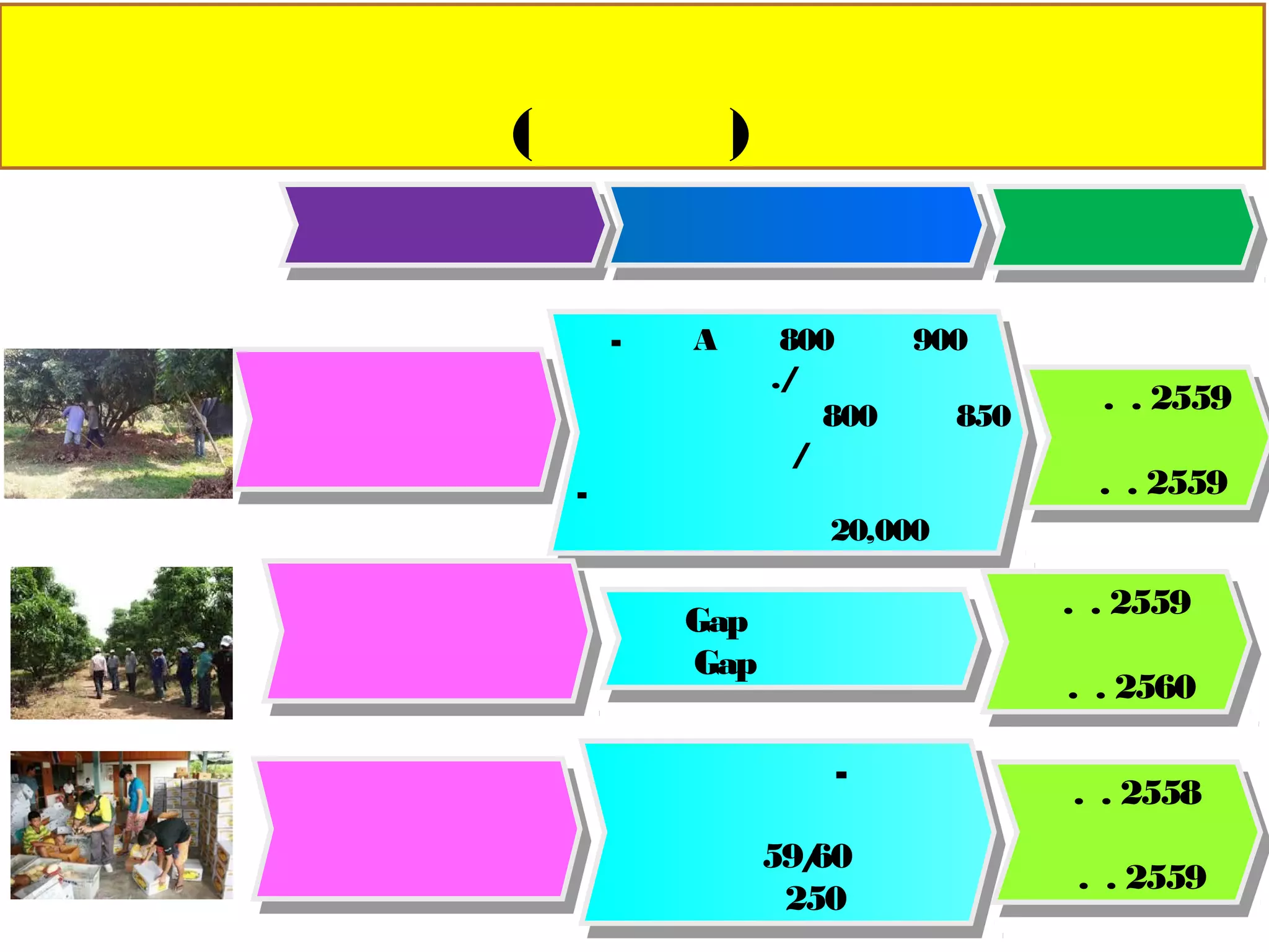 แผนปฏิบัติงานส่งเสริมเกษตรแปลงใหญ่ (มะม่วง)
อาเภอวังทอง จังหวัดพิษณุโลก ปี 2559
กิจกรรม เป้ าหมาย ระยะเวลา
พัฒนาการผลิตเพื่อเพิ่ม
คุณภาพและลดต้นทุน
-เกรด A จาก 800 เป็น 900 กก./ไร่
ผลผลิตส่งออก จาก 800 เป็น 850 ตัน/ปี
-รวมกันจัดซื้อปัจจัยการผลิตถุงห่อผล
จานวน 20,000 ใบ
มี.ค. 2559
ถึง
ธ.ค. 2559
เพิ่มมูลค่าผลผลิตโดยการ
รับรองมาตรฐาน
Gap แบบกลุ่ม
Gap อาเซียน
ม.ค. 2559
ถึง
ก.พ. 2560
เชื่อมโยงการการตลาด
ทาสัญญาซื้ อ-ขายกับ
บริษัท สวิฟท์ จากัดในปี 59/60
จานวน 250 ตัน
ธ.ค. 2558
ถึง
ก.พ. 2559
 