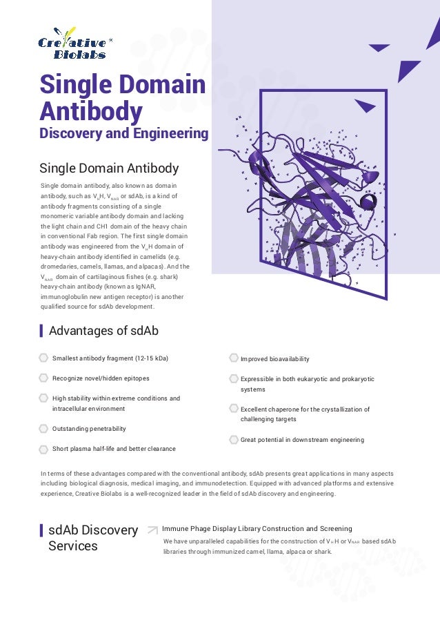 Single Domain Antibody | PDF