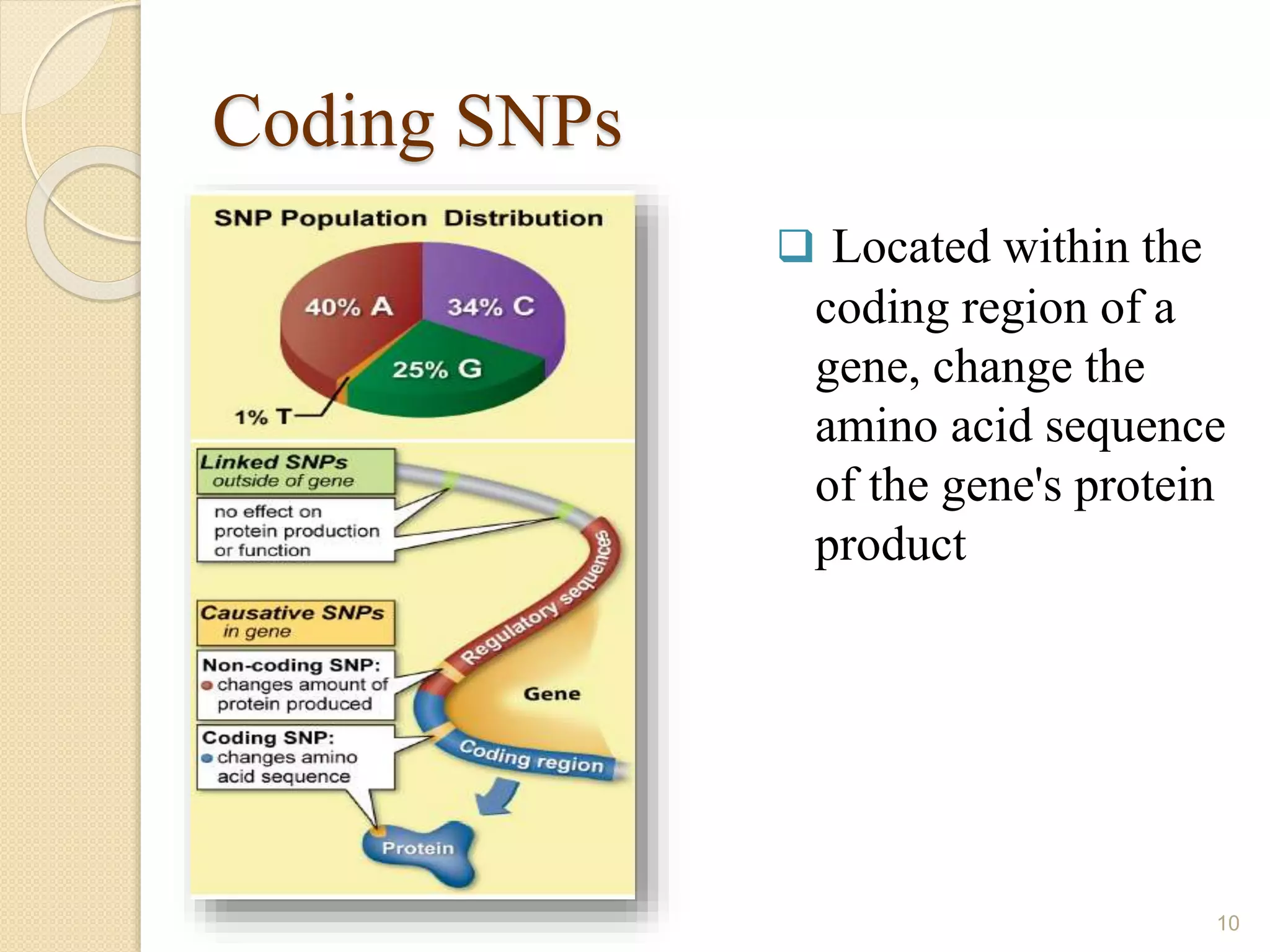 Coding SNPs
 Located within the
coding region of a
gene, change the
amino acid sequence
of the gene's protein
product
10
 